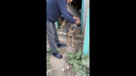 Volunteer rescues dog from rubble of war-torn city in southern Ukraine