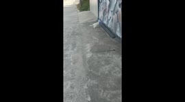 Rescue mission: cat with plastic bag on its head evades help in Salatiga City