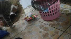 Culprit Behind Shattered Noodles Unveiled: Mischievous Cat Finds Joy in Crunchy Chaos in Guangdong Province, China