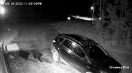 Couple of bears open homeowner's car in search of food