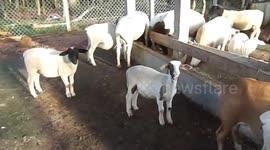 Carneiro se alimentando no curral onde eles vivem, aproveitei e gravei esse momento onde eles estava se alimentando