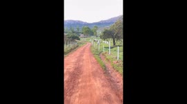 Viagem em estrada de chão vermelho com varias fazendas ao redor e também com muito gado nessas fazendas