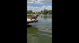 Short-legged Dachshund enjoys sprinting and diving into lake in Ukraine