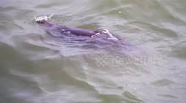 Seal investigates murky water as sewage is emptied into sea at Cornwall beach