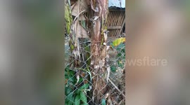 Strange-shaped bananas baffle neighbours in the Philippines