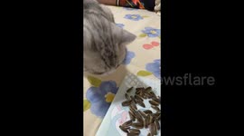 Talented Chinese Kitten Showcases Skills at Snacking on Sunflower Seeds in Jiangsu, China