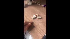 Joao Pedro the Cat Paws Pills Off Desk