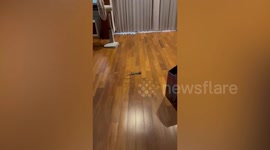 Gecko wanders into family's bedroom while mother is sleeping