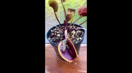 Venus Flytrap Catches Lizard
