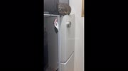 temp
