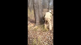 Tree sawed down after dog gets trapped inside trunk