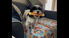 Petey The Poodle Does A Prancy Dance