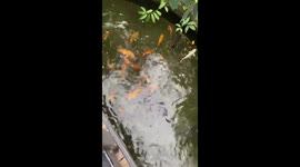 Tropical world looking for butterflies