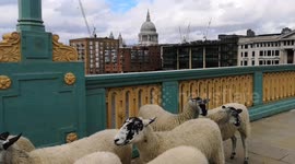 The Annual Sheep Drive & Livery Fair 2023 over Southwark Bridge