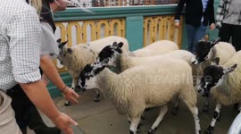 Sheep try to escape the Annual Sheep Drive & Livery Fair 2023 over Southwark Bridge
