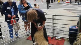 A member of The Worshipful Company of Woolmen demonstrates Sheep shearing at the Annual Sheep Drive and Livery Fair