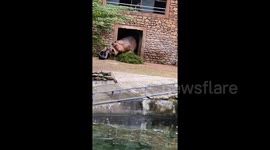 Terrifying moment zookeeper escapes charging hippo with jaws agape