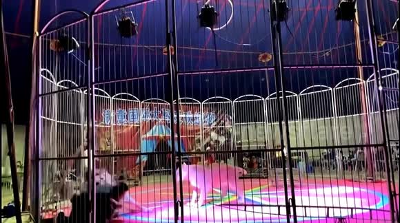 Lion unleashes sudden attack on tamer during performance in China - Buy, Sell or Upload Video Content with Newsflare