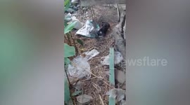 Pet tuxedo cat stuck in garden net rescued