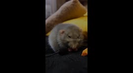 Loud dining: rat Pelmen's noisy feast caught on mic