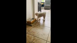 Exceptionally trained puppy obeys the commands of its owner for treats *Wholesome Video*