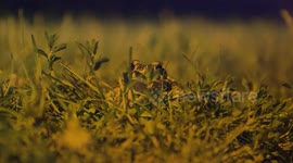 Austria to create more than 300 new water ponds around the country to help conserve green toads