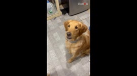 Owner feeds a carrot to her golden retriever for the first time *Wholesome Video*