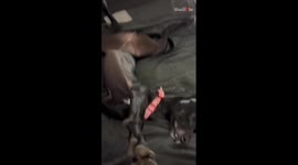 Dog stretches on the heated blanket and hogs it all for itself without leaving space for anyone