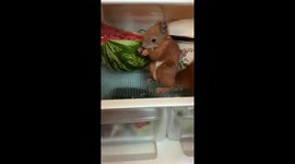 Squirrel beats the heat by chomping down on watermelon in owner's fridge