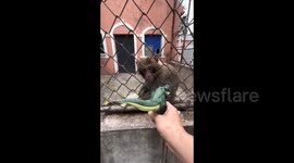 Monkey Disdains Dinosaur Toy in Chinese Scenic Spot in Liaoning, China
