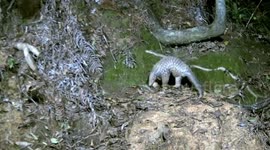 Chinese pangolins see continued recovery in the wild