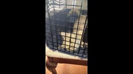 After a three week quarantine, BALLOG our furby is off his Victorian collar. We thought we will have a hard time keeping him in the car carrier when needed ut we are wrong. He gets in as soon as the door is open and spend quite a number of minutes inside 