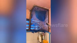 Resident shares toilet with bees when insects build massive nest inside