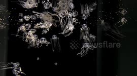 Tiny jellyfish can learn like humans despite having no brain, says study