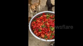 Chinese Rural Dogs Show a Zest for Peppers in Jiangxi, China