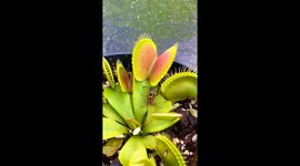 Wasp Dances Into Venus Flytrap