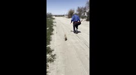 Baby chick was running after my dad while he was measuring. She just wanted to get picked up.