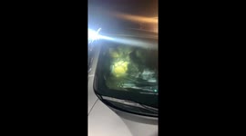 Chaos ensues as curious bear finds itself stuck in family's car