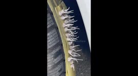 Taping Popping Fireworks to Car Tire