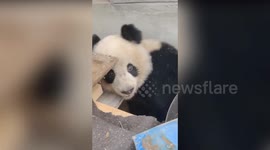 Panda caught inside family's garden tries hiding behind wood to avoid being seen