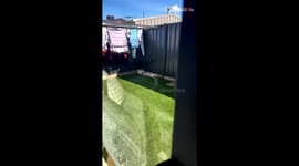 Cat mom finds her super-plushy ragdoll napping like there's no tomorrow