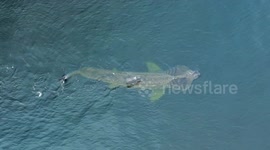 Beautiful basking shark spotted off the coast of Burghead, Scotland