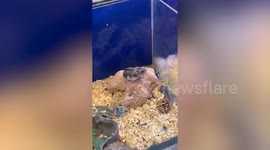 Pet hamster does backflips while playing inside cage