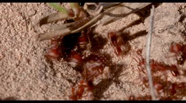 Harvester Ants working feverishly on their nest.