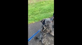 Happy Dogs Hug Each Other