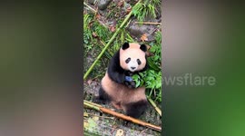Apparently short-sighted panda tries to eat a zoo visitor's dropped phone in China