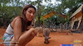 Grumpy kangaroo punches streamer twice because she won't let it grab selfie stick