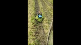 Hay bale boarding! Thai farmer rides pile of rice stalks dragged behind tractor