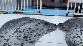 Seals greet each other with kiss at zoo in Japan