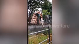Hungry giraffe uses long neck to snack on tasty bush outside its enclosure in Japanese zoo